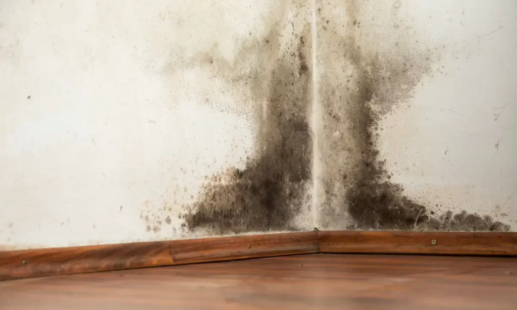 Preventing Mold Growth 