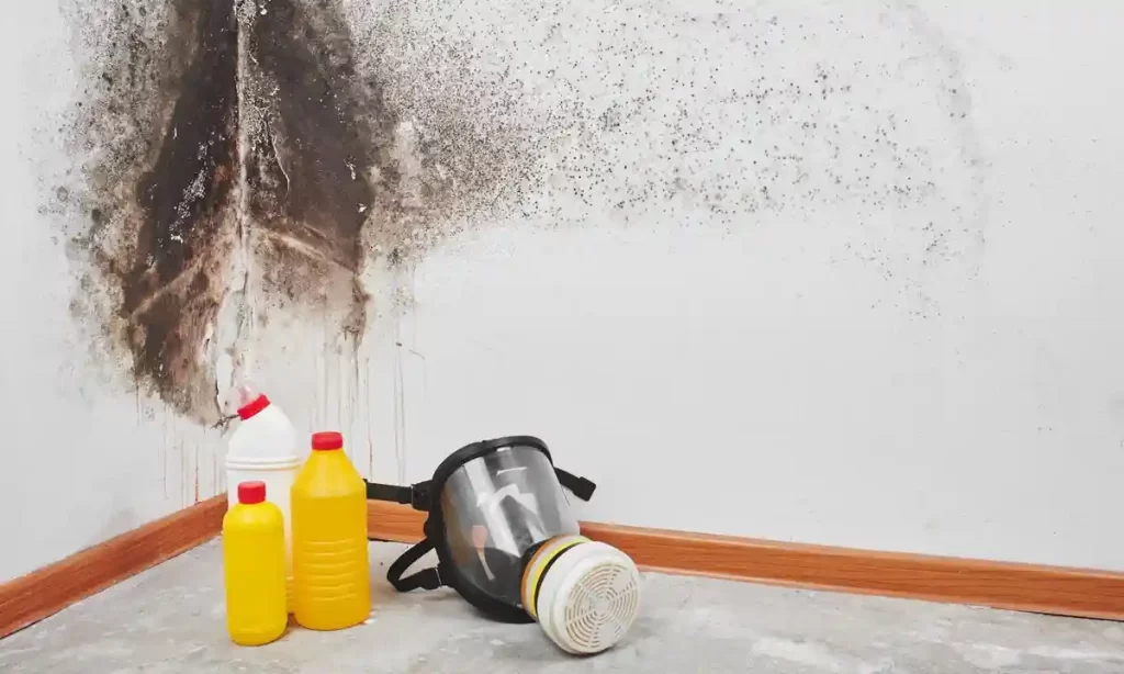 Reliable Mold Remediation services