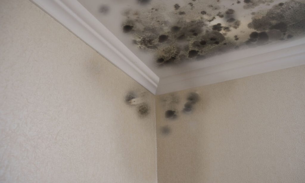 wall showing mold