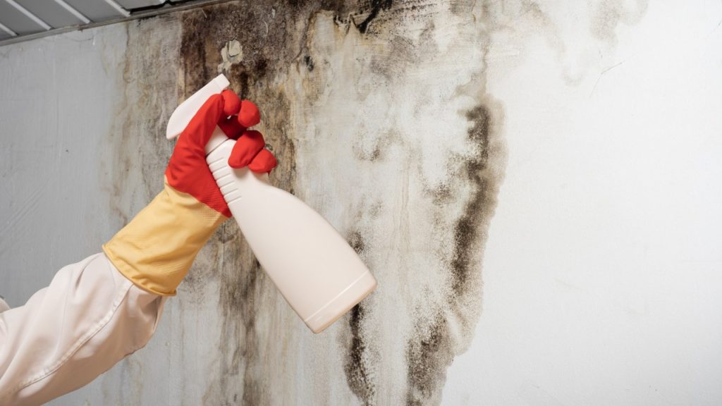 person trying to remove mold from wall 